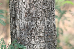 Diospyros melanoxylon